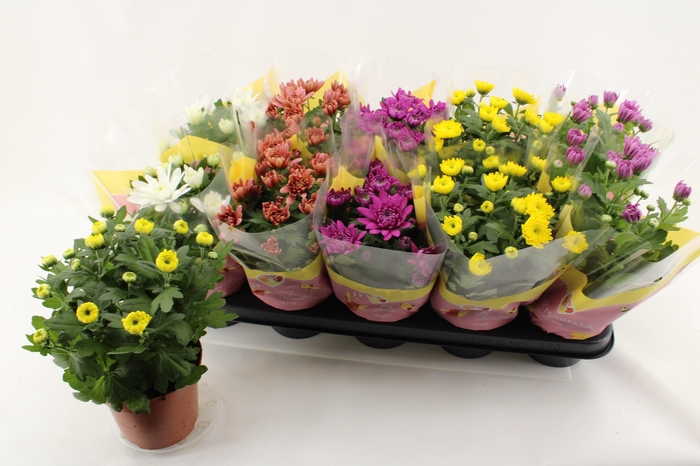 <h4>CHRYS GEVULDBL GEM</h4>