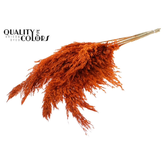 <h4>Pampas Grass 100cm 5st/bunch Orange</h4>
