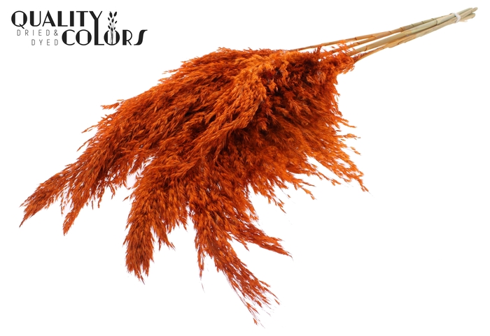 Pampas Grass 100cm 5st/bunch Orange