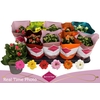 Kalanchoe Double Deluxe Mix