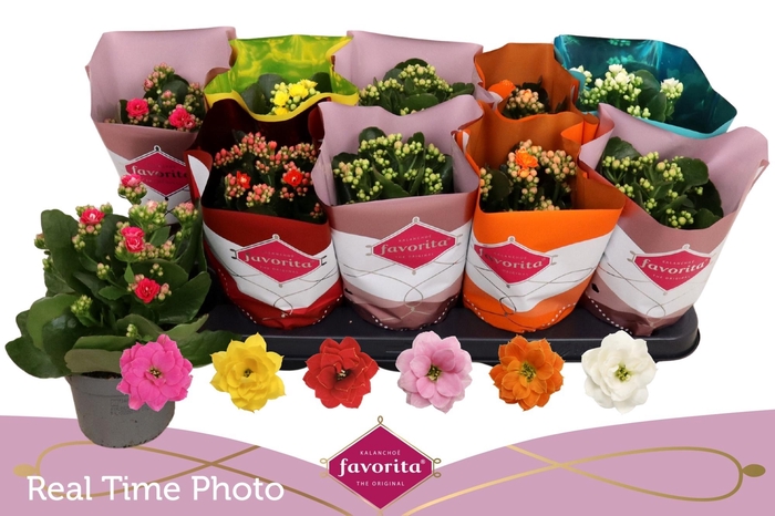 Kalanchoe Double Deluxe Mix