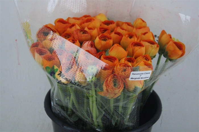 <h4>Ran Cloni Ex Lambada</h4>