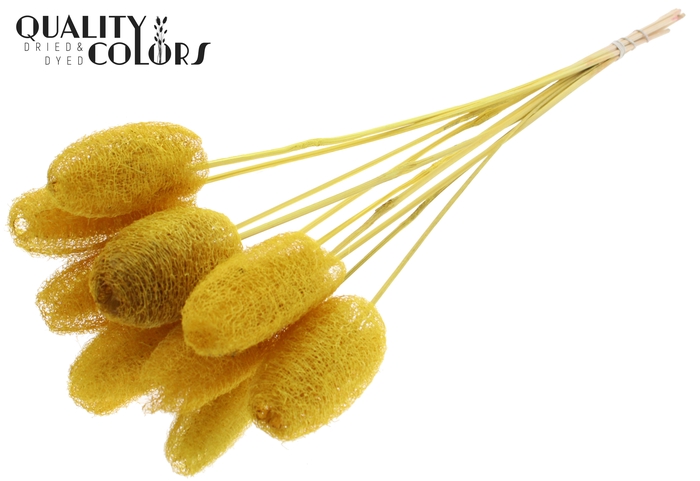 Luffa Mini on stem Yellow