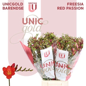 Freesia EN 'Red Passion'