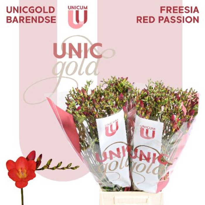 <h4>Freesia EN 'Red Passion'</h4>