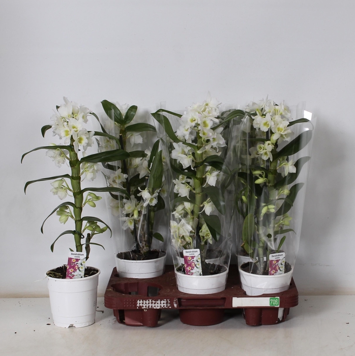 <h4>DEND NOBILE</h4>