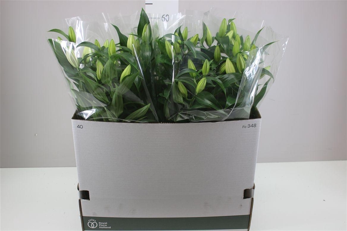 <h4>Lil Or Sunny Bahamas 4pp Wit</h4>