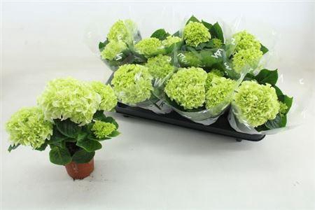 <h4>Hydr M Hi White Sun 2-3+++</h4>