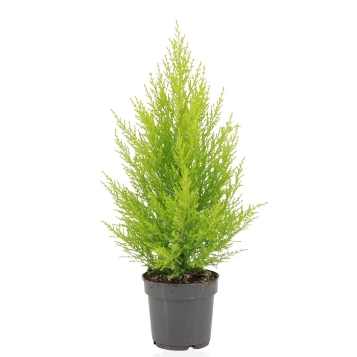 <h4>Cupressus macrocarpa 14cm 'Goldcrest Wilma'</h4>