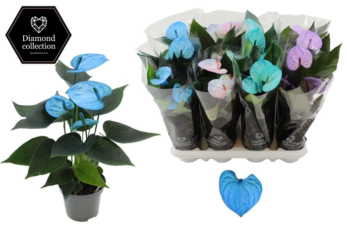 <h4>Anthurium Andr. Cocos</h4>