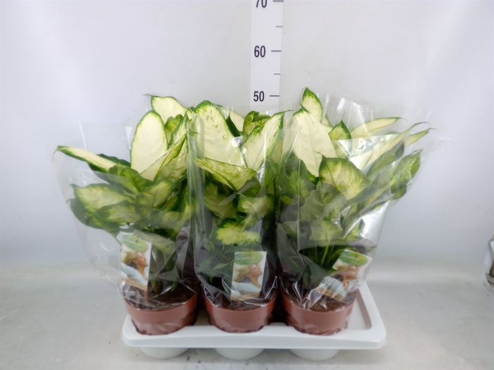 <h4>Dieffenbachia  'Camilla'</h4>