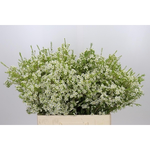 Chamelaucium Ofir