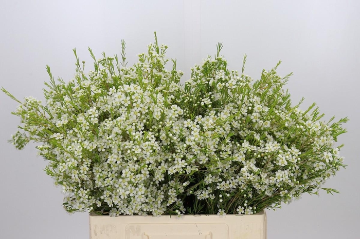 <h4>Chamelaucium Ofir</h4>
