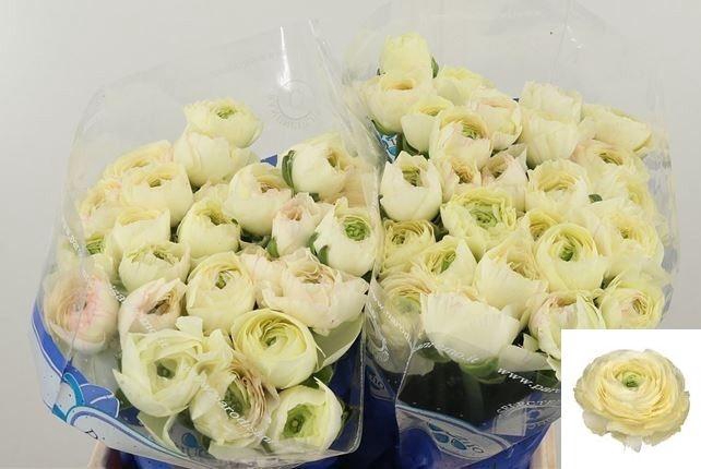 <h4>RAN SU CREME</h4>