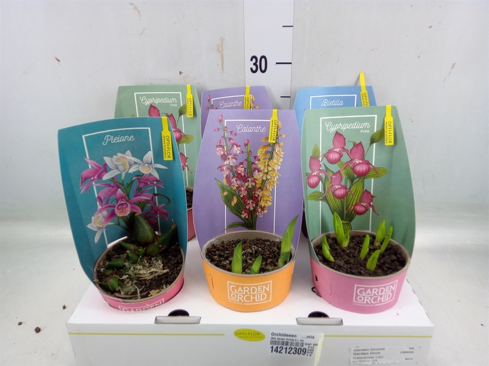 <h4>Orchideeen   ...mix</h4>