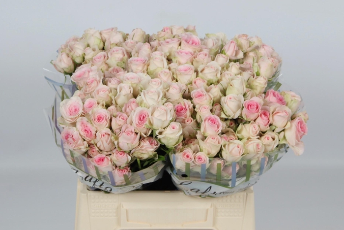 <h4>R TR GOOD MOOD</h4>