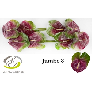 ANTH A JUMBO 8