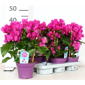 BOUGAINV VERA D P IM