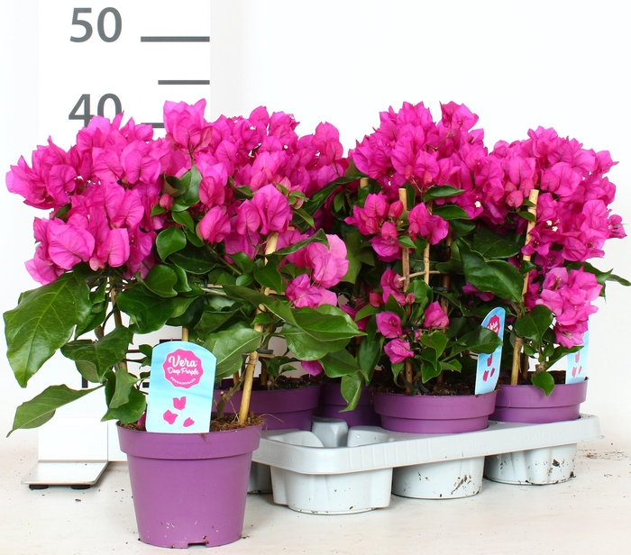 <h4>BOUGAINV VERA D P IM</h4>
