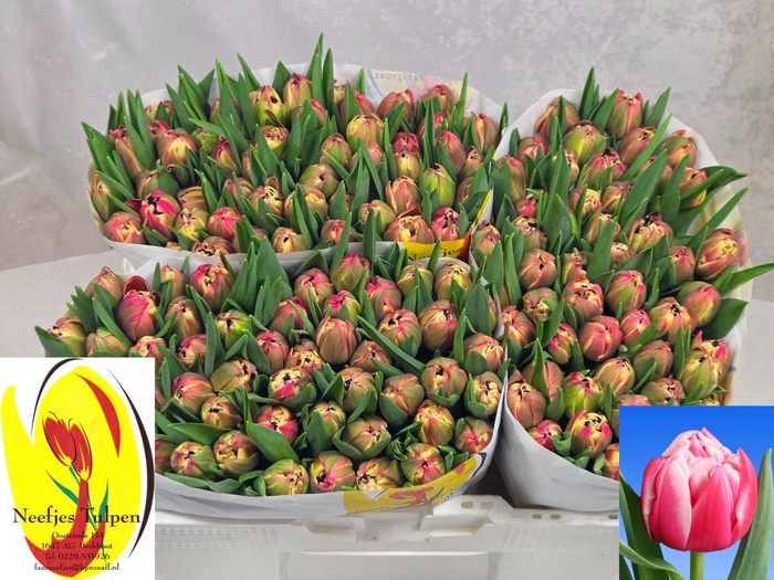 <h4>TU DU COLUMBUS</h4>