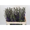 Aconitum Napellus