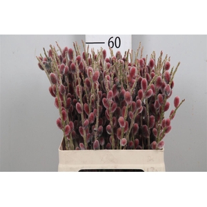 Salix G Pink Cushion