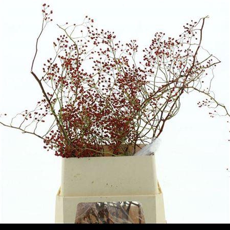 Rosa Corallo Rfruits