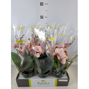 Phalaenopsis   ...yellow