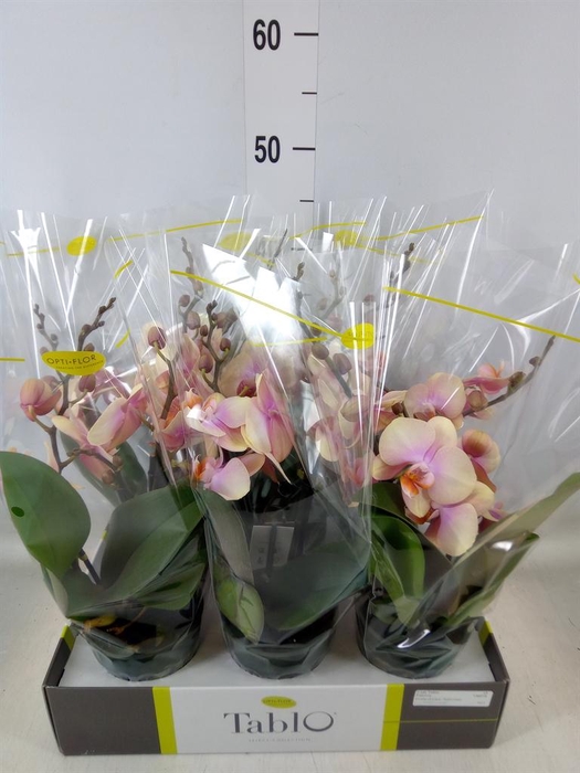 <h4>Phalaenopsis   ...yellow</h4>