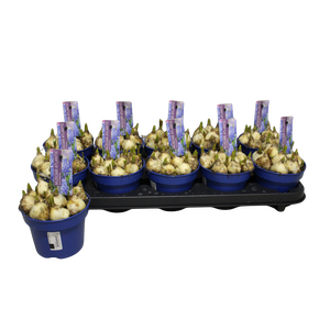 Bol op pot Muscari Atlantic 12cm