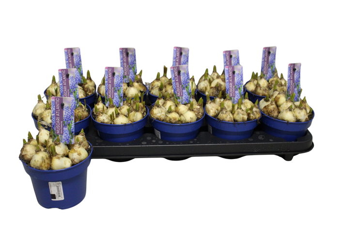 Bol op pot Muscari Atlantic 12cm