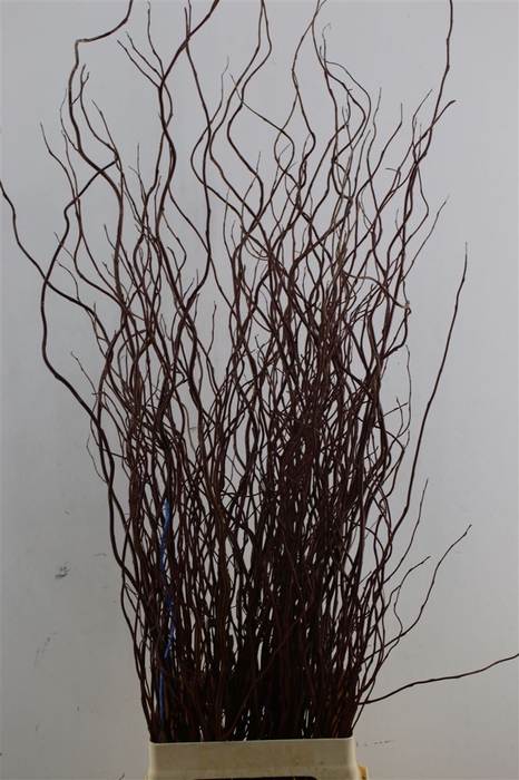 <h4>Salix Brown Bunch</h4>