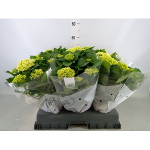 Hydrangea mac. 'Crystal Palace'