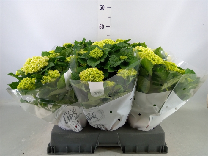 <h4>Hydrangea mac. 'Crystal Palace'</h4>