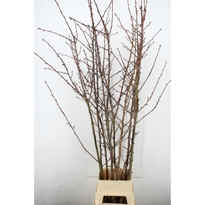 PRUNUS X SERRULATA PER STEM 220CM