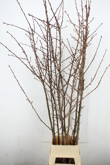 <h4>PRUNUS X SERRULATA PER STEM 220CM</h4>