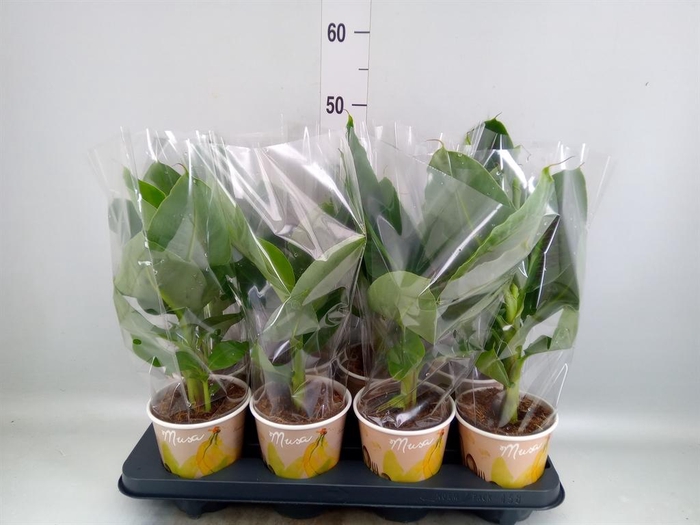 <h4>Musa  'Tropicana'</h4>