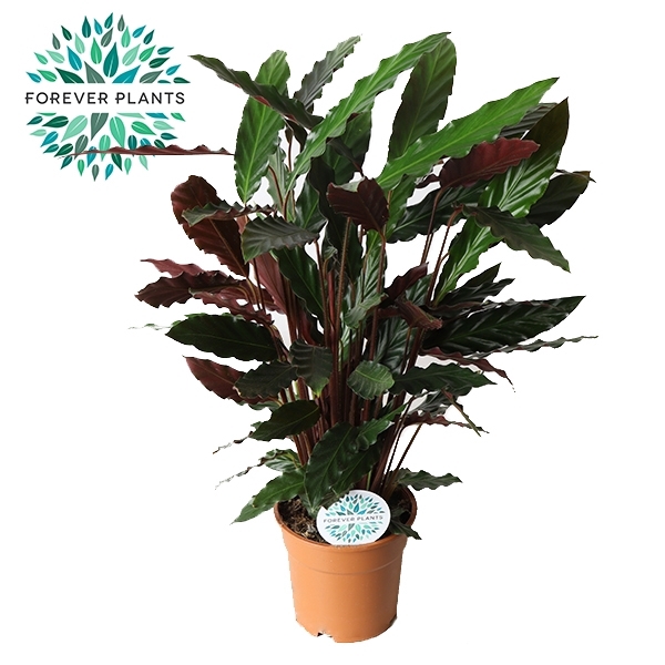 <h4>Calathea Rufibarba p21</h4>