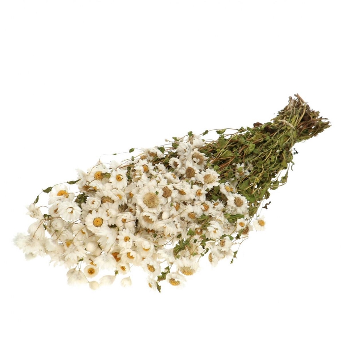 <h4>Droogbloem Rhodante 50cm 60g</h4>