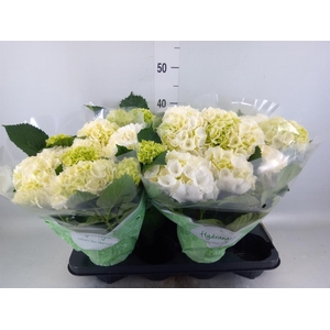 Hydrangea mac. 'Crystal Palace'
