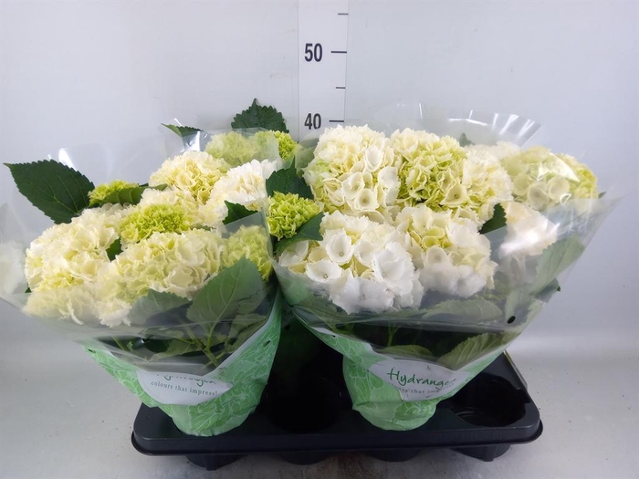 <h4>Hydrangea mac. 'Crystal Palace'</h4>