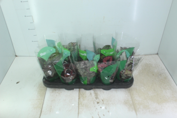 <h4>BEGONIA BELEAF P11 PO</h4>