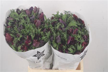 <h4>Anemone Mistral Wine</h4>