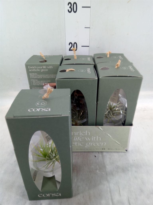 <h4>Arr.  Tillandsia L%</h4>