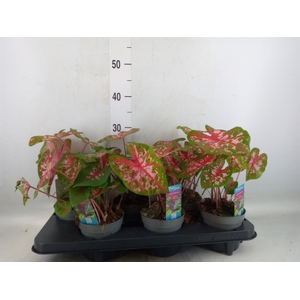 Caladium  'Carolyn Whorton'