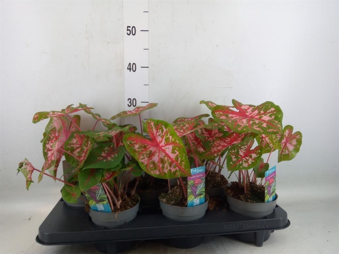 <h4>Caladium  'Carolyn Whorton'</h4>