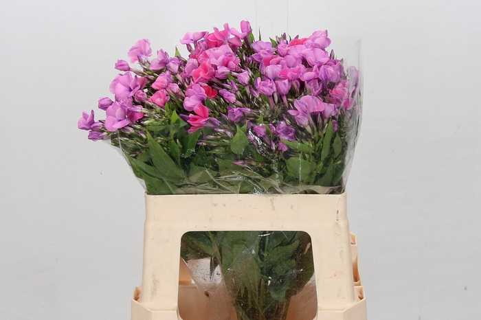 <h4>Phlox Lollipink</h4>