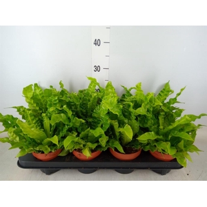 Asplenium nidus 'Crispy Wave'