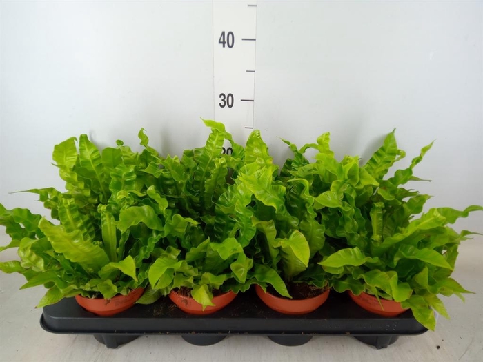 <h4>Asplenium nidus 'Crispy Wave'</h4>
