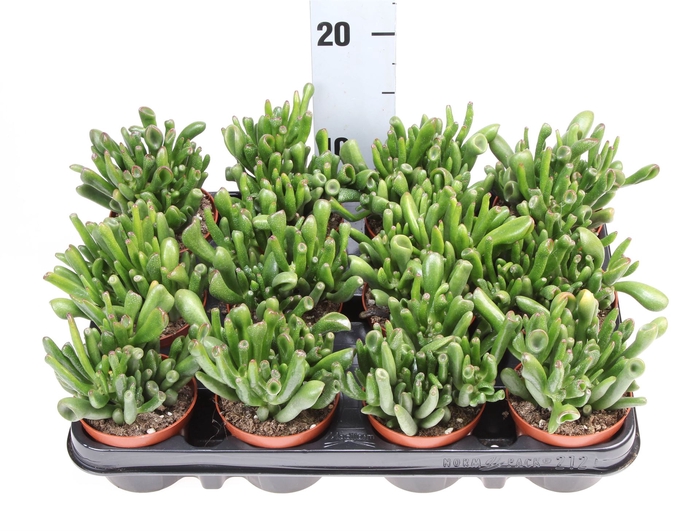 <h4>Crassula ovata 'Hobbit'</h4>